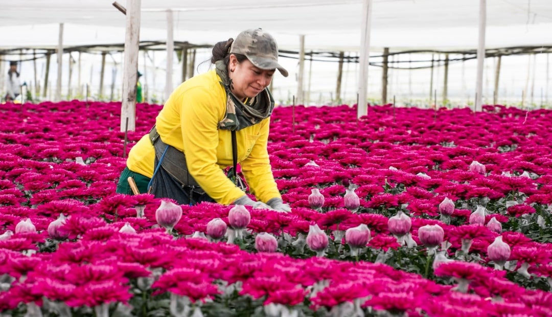 Floricultura colombiana