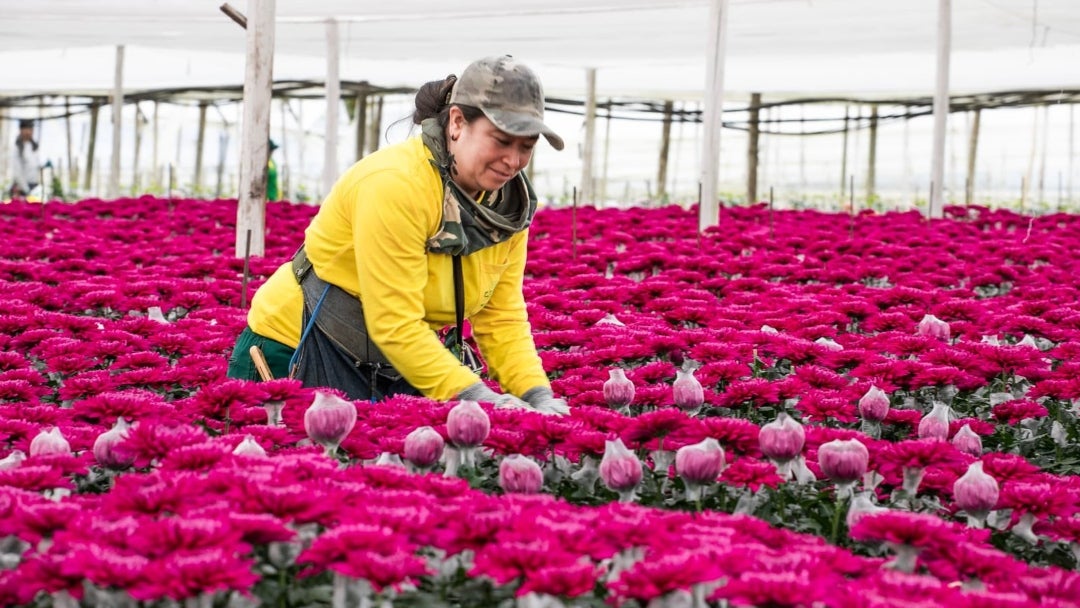 Floricultura colombiana
