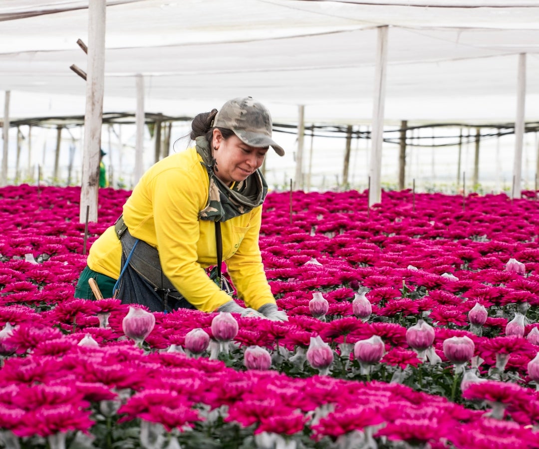 Mujeres en el sector floricultor