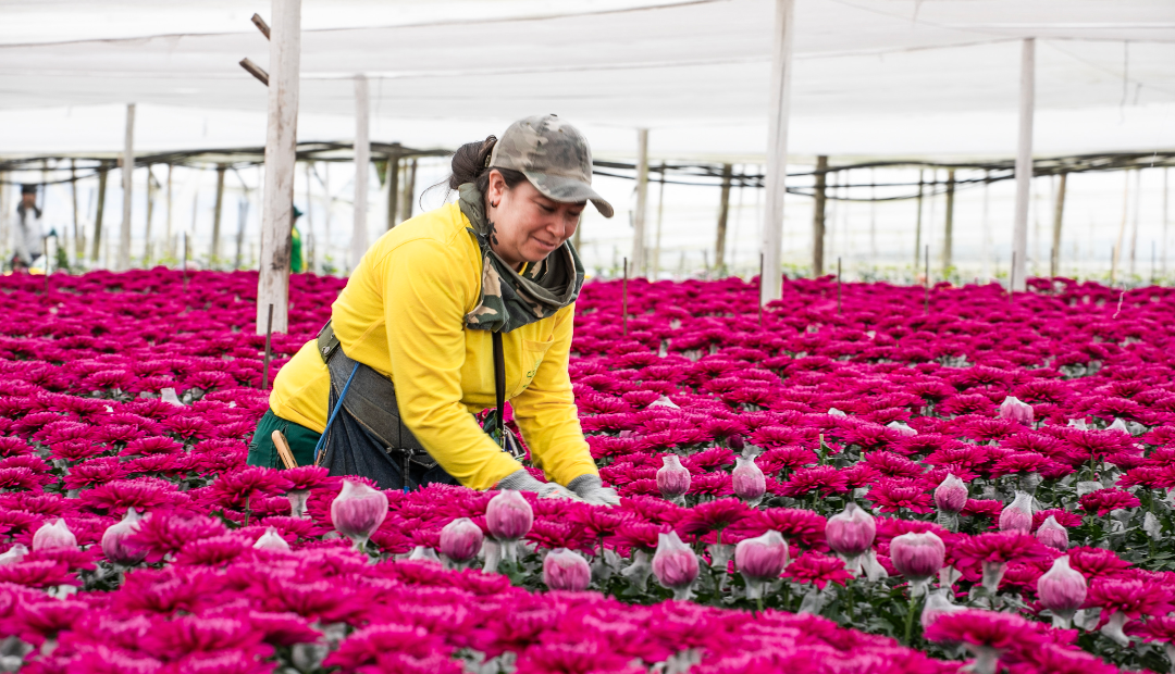 Mujeres en el sector floricultor
