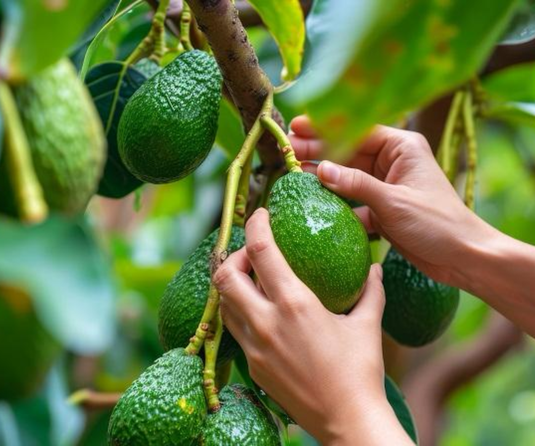 Aguacate hass