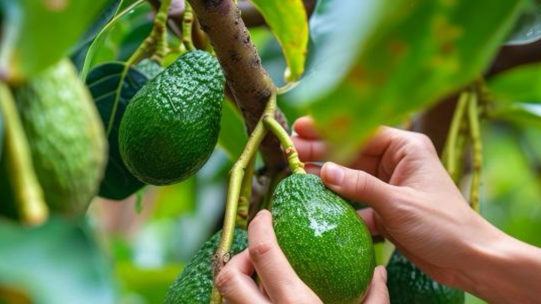 Aguacate hass