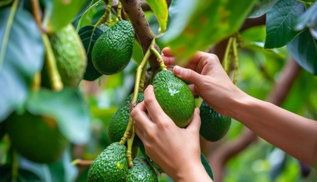 Aguacate hass