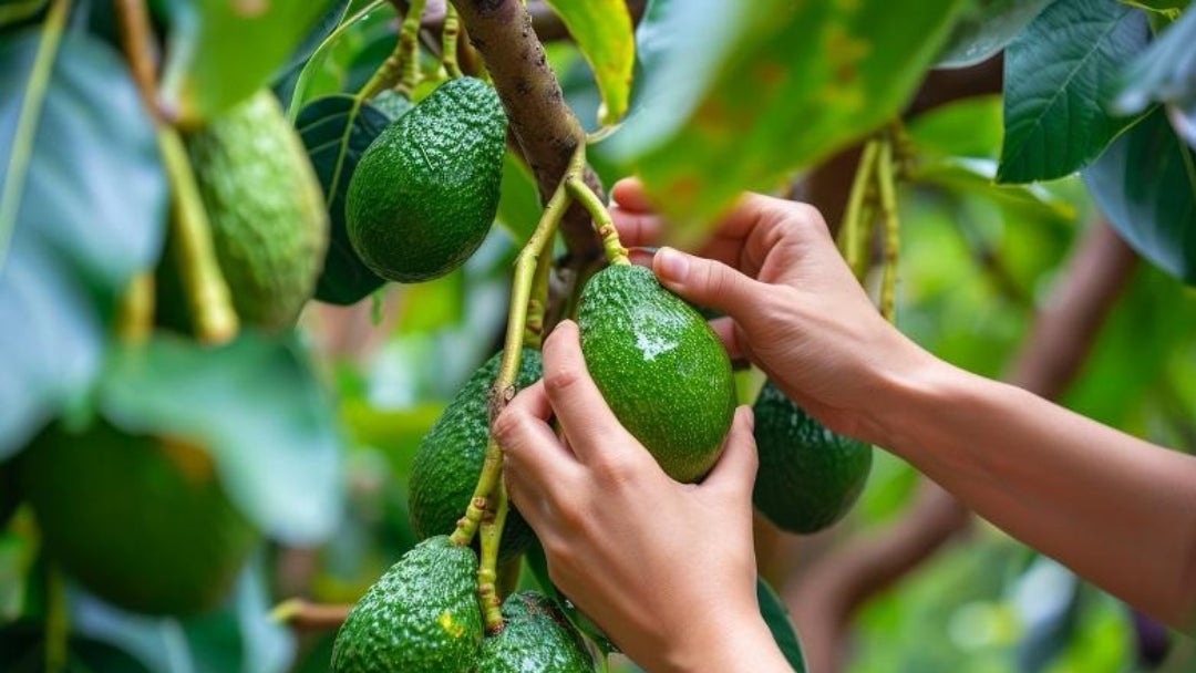 Aguacate hass