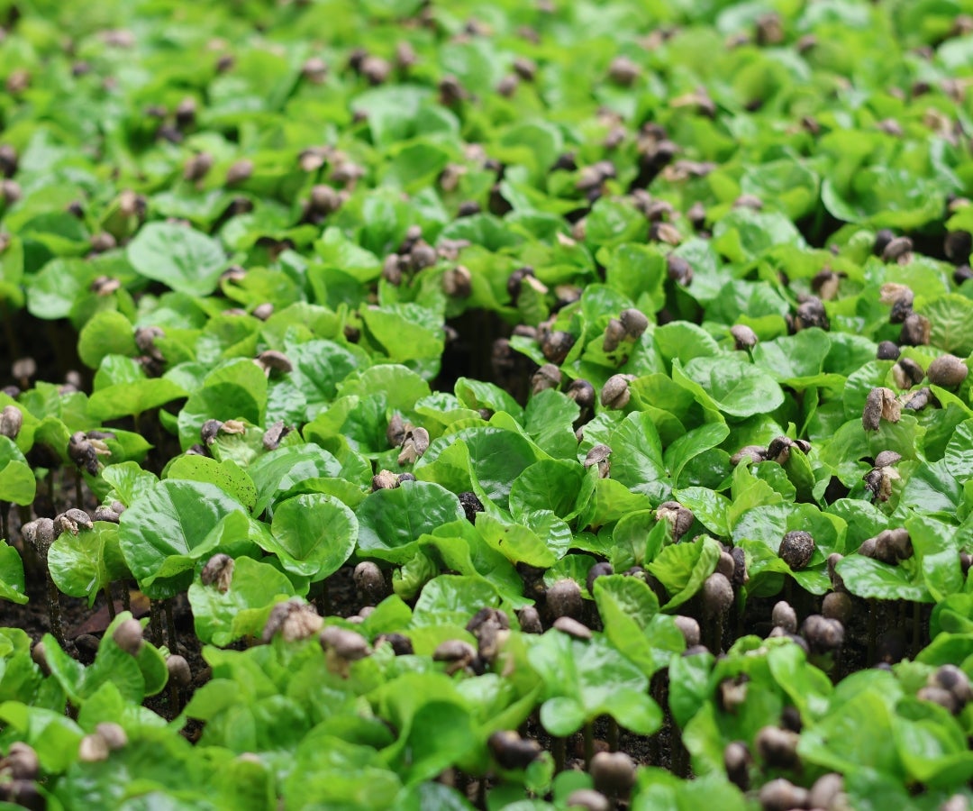 Celestra, la nueva variedad de café colombiano