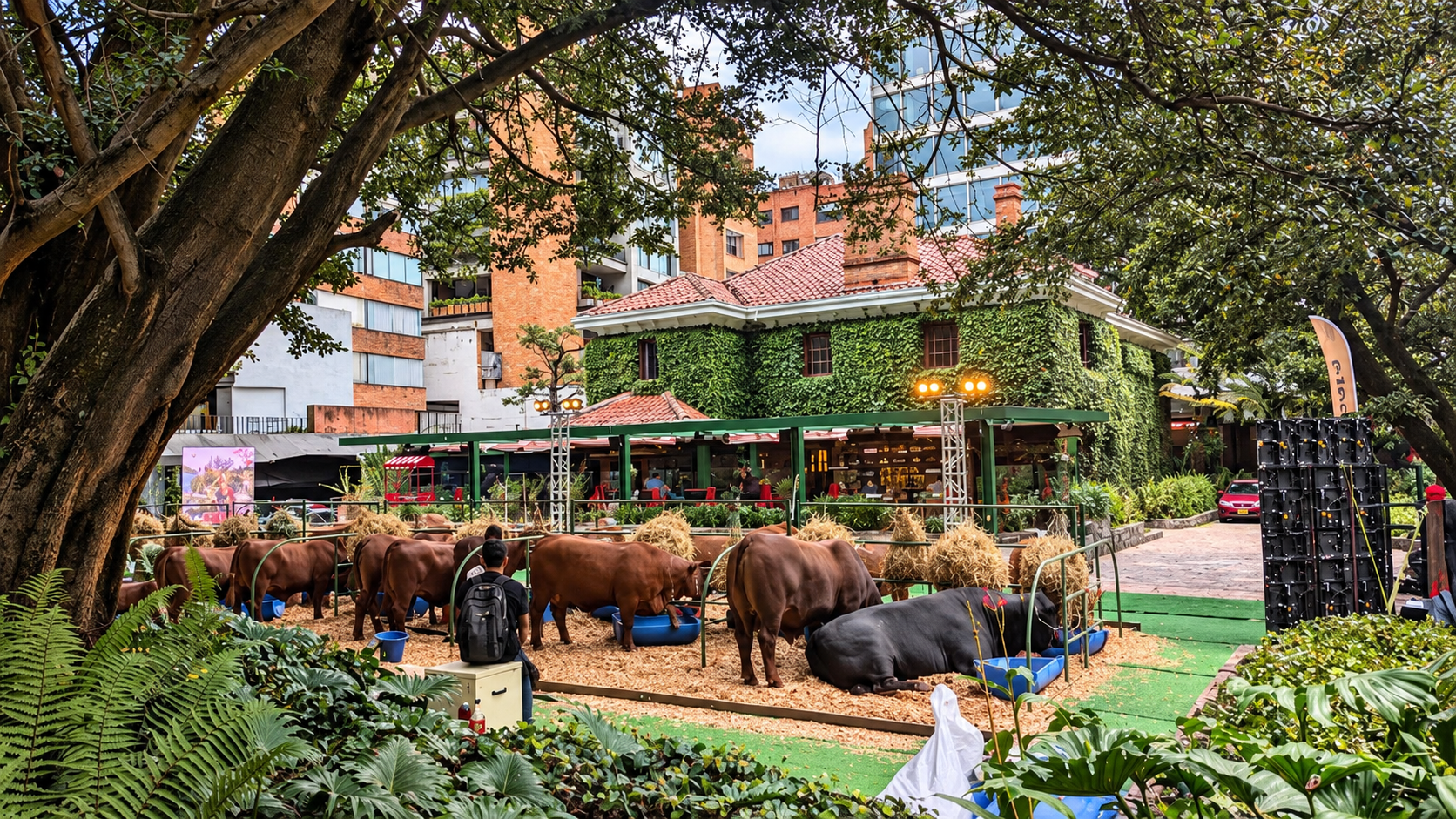 Exhibición de ganado en plaza verde