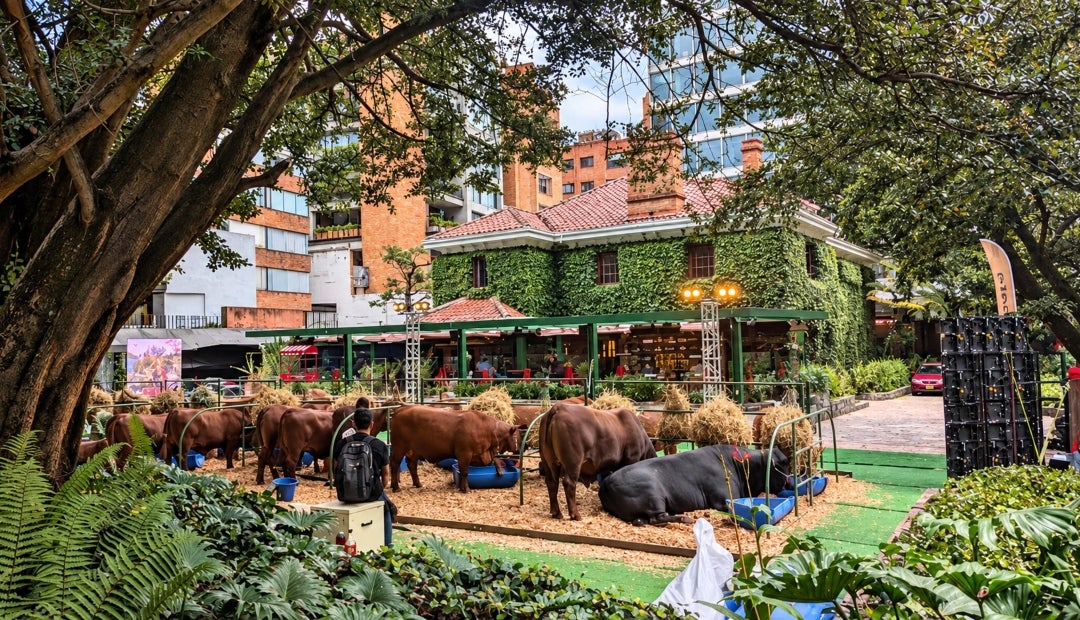 Exhibición de ganado en plaza verde