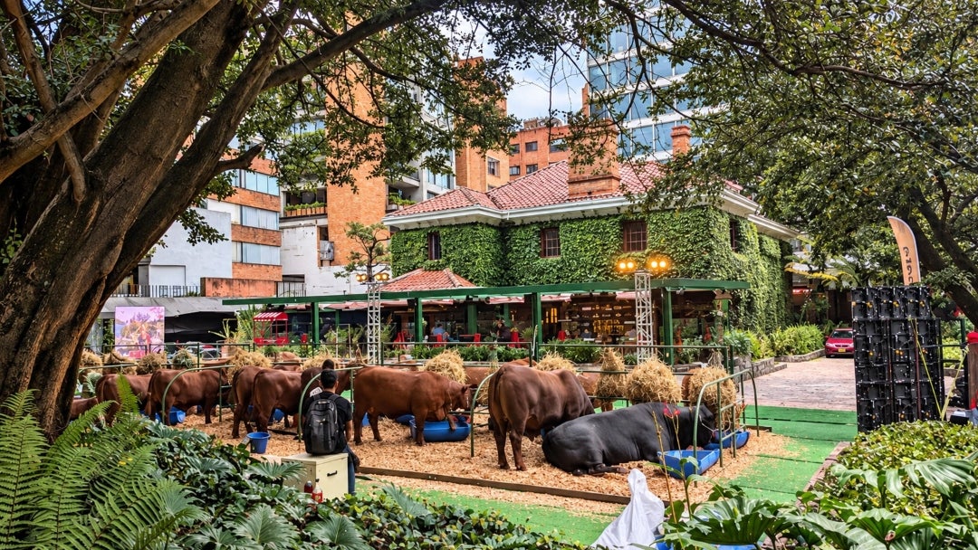 Exhibición de ganado en plaza verde