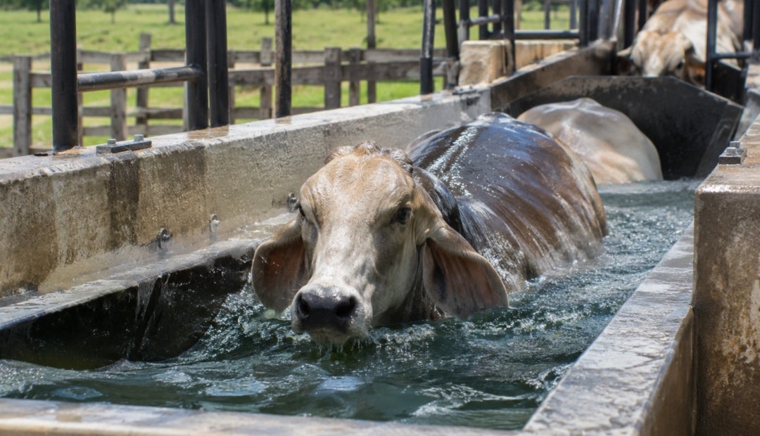 Vaca en baño inmersivo