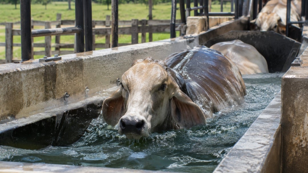 Vaca en baño inmersivo